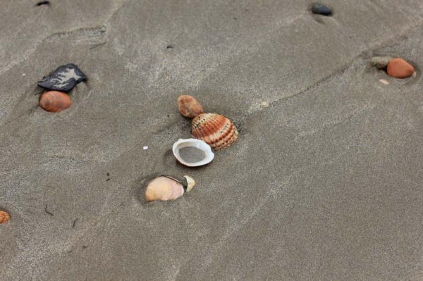 20160318 Snäckor.jpg