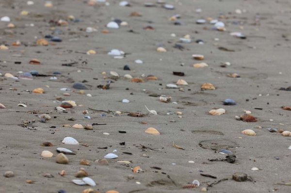 20160318 Snäckstrand.jpg