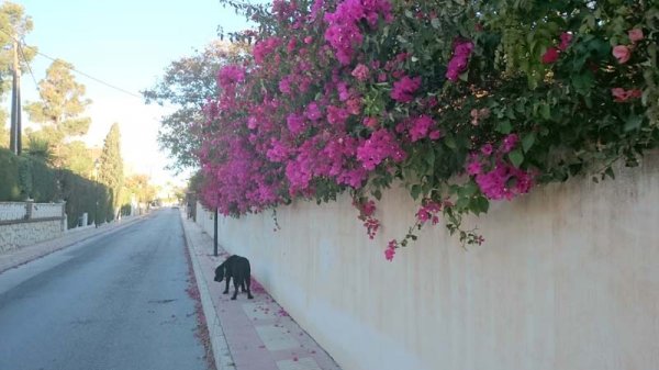 20160327 1 morgonpromenad.jpg