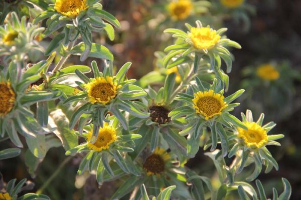 20160331 9 Blomma.jpg