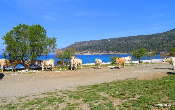 Kalaset på DirosBeach01.JPG