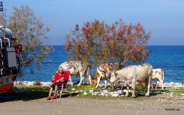 Kalaset på DirosBeach02.JPG
