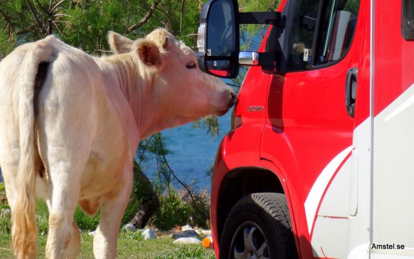 Kalaset på DirosBeach05.JPG