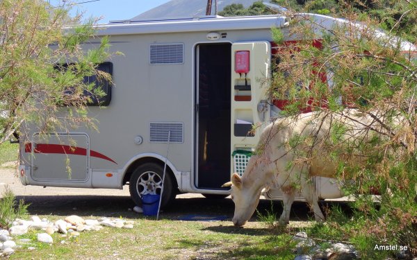Kalaset på DirosBeach07.JPG