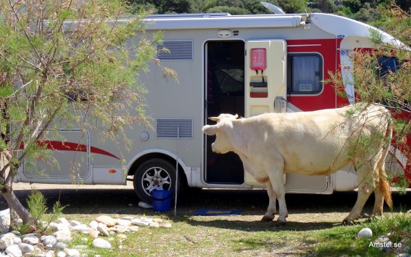 Kalaset på DirosBeach08.JPG