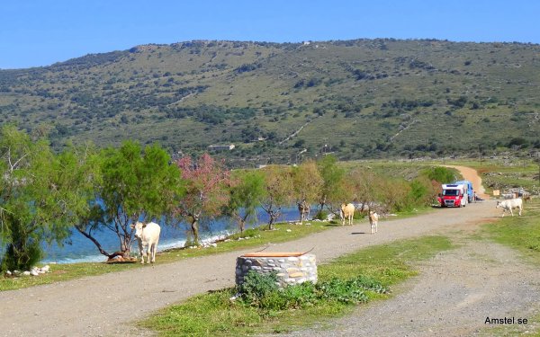 Kalaset på DirosBeach09.JPG