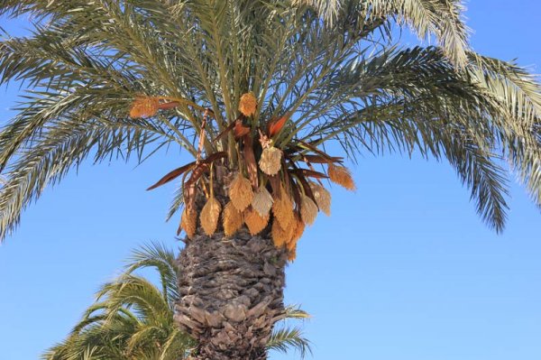 20160401 3 Vacker palm.jpg