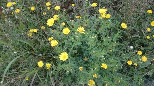 20160404 Blommor 1.jpg