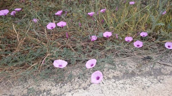 20160404 Blommor 2.jpg