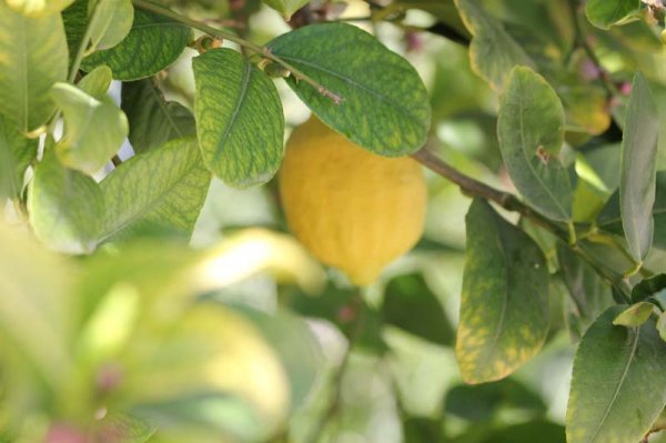 20160411 5 Citron.jpg