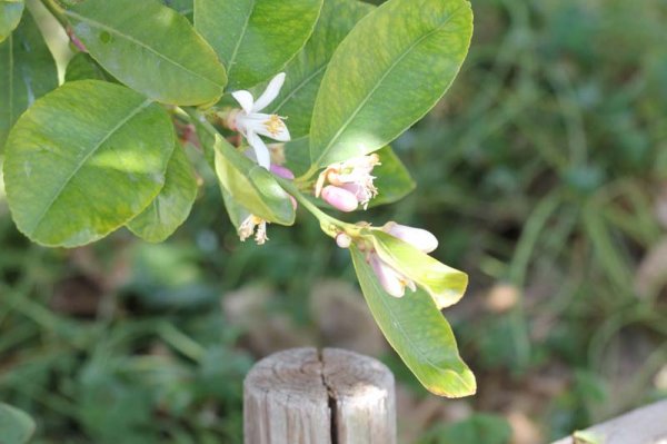 20160411 6 Citronblommor.jpg