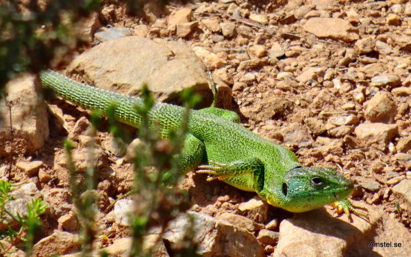 1615-006.JPG 1615-006.JPG