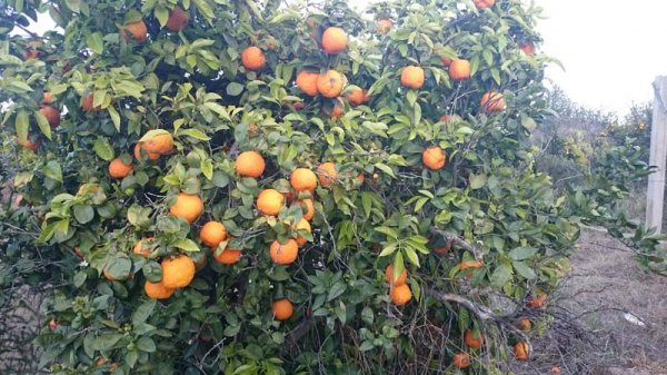 20160413 1 Tavernes Apelsiner.jpg 20160413 1 Tavernes Apelsiner.jpg