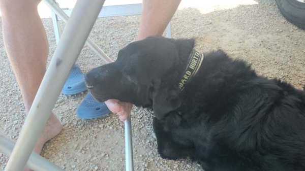 20160414 3 Trött hund.jpg 20160414 3 Trött hund.jpg