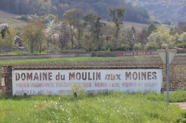 20160420 Vingård.jpg 20160420 Vingård.jpg