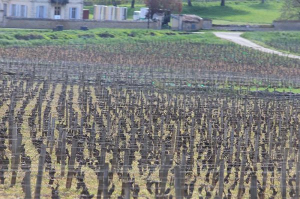 20160420 Vinstockar.jpg 20160420 Vinstockar.jpg