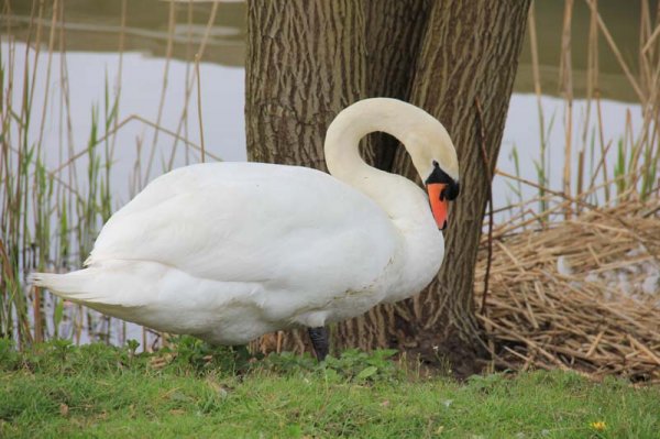 20160421 Svan med rede.jpg 20160421 Svan med rede.jpg