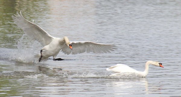 20160422 Svanar 1.jpg 20160422 Svanar 1.jpg