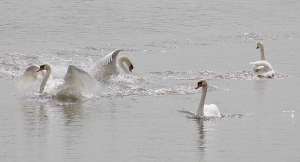 20160422 Svanar 2.jpg 20160422 Svanar 2.jpg