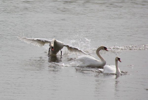 20160422 Svanar 3.jpg 20160422 Svanar 3.jpg