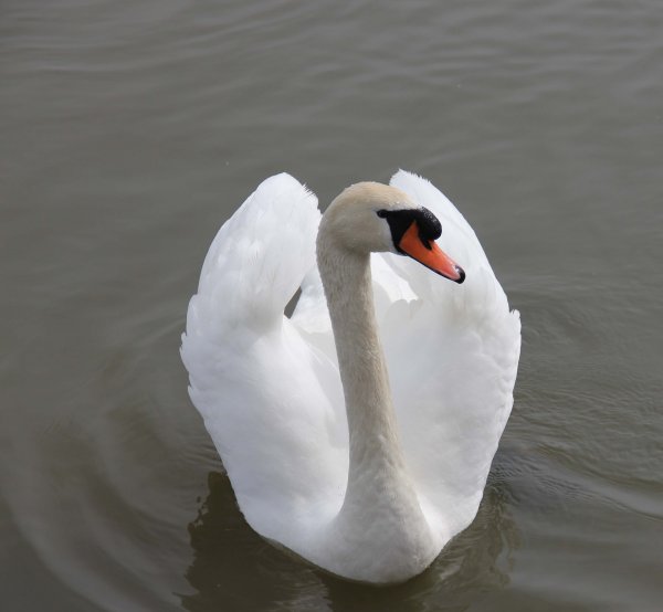 20160422 Svanar 5.jpg 20160422 Svanar 5.jpg