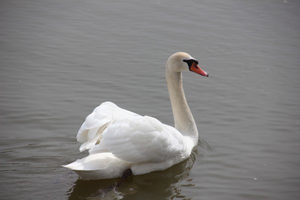 20160422 Svanar 6.jpg 20160422 Svanar 6.jpg