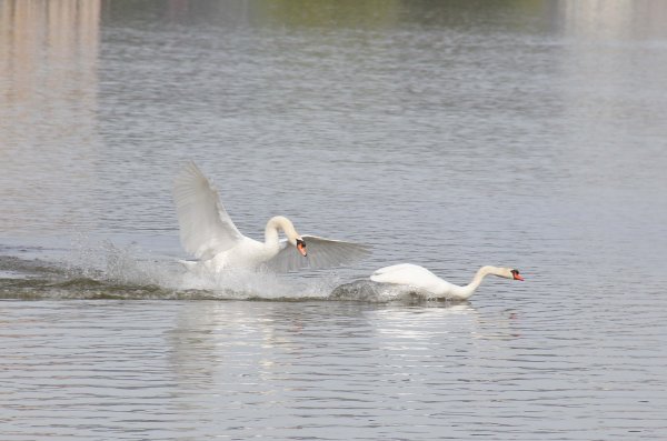 20160422 Svanar 7.jpg 20160422 Svanar 7.jpg