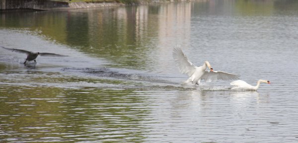 20160422 Svanar 8.jpg 20160422 Svanar 8.jpg