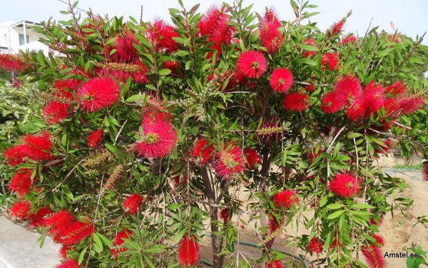 1616-35.JPG 1616-35.JPG