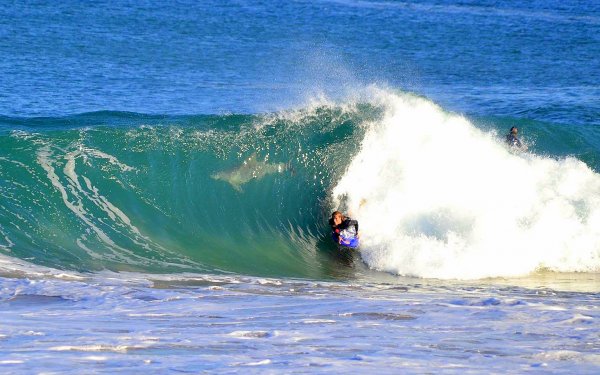 SurfingShark.jpg