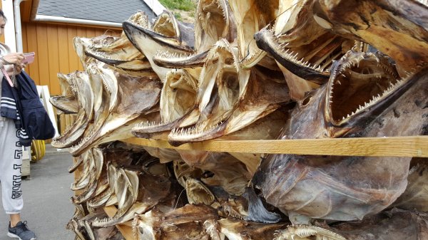 torskhuvuden.jpg torskhuvuden.jpg