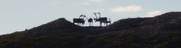 ren-idyll.jpg ren-idyll.jpg