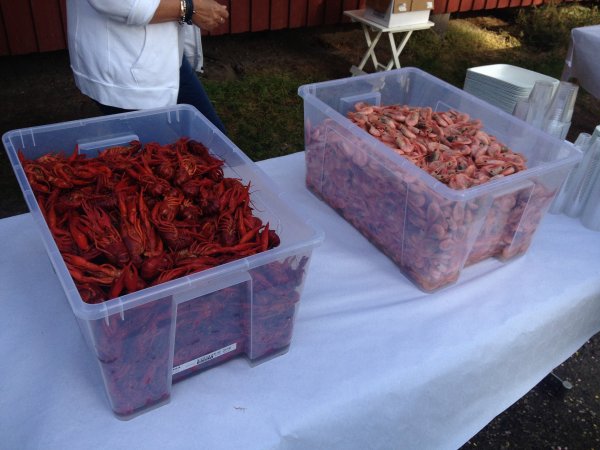 kräftskiva 2013 018.jpg kräftskiva 2013 018.jpg