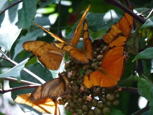 Fjaerilae_1.JPG Fjaerilae_1.JPG