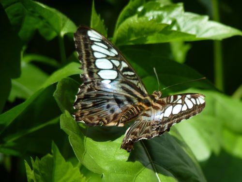 Flaeril_2.JPG Flaeril_2.JPG