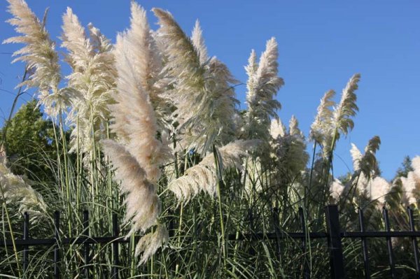 1610 Vackert.jpg 1610 Vackert.jpg