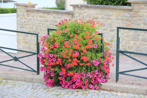 16105 Blomma.jpg 16105 Blomma.jpg