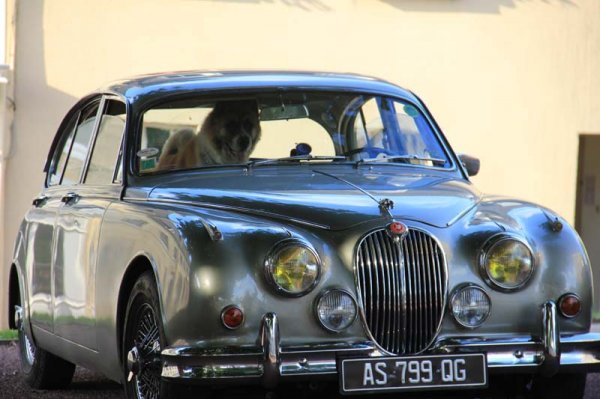 161022 Jaguar.jpg 161022 Jaguar.jpg