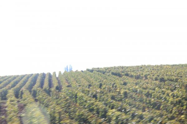 3 Vinodlingar.jpg 3 Vinodlingar.jpg