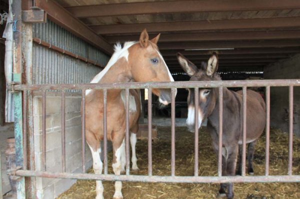 2 Häst och åsna.jpg 2 Häst och åsna.jpg