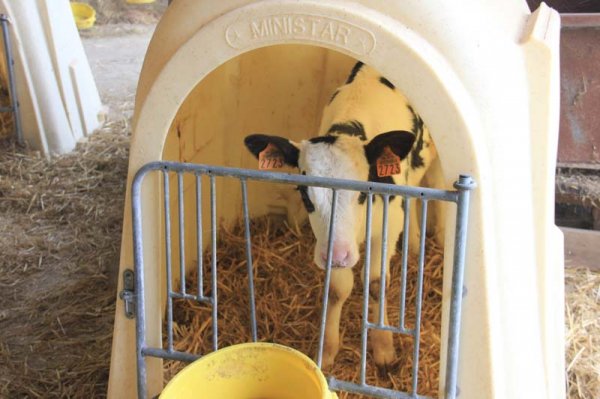 3 Kalv.jpg 3 Kalv.jpg