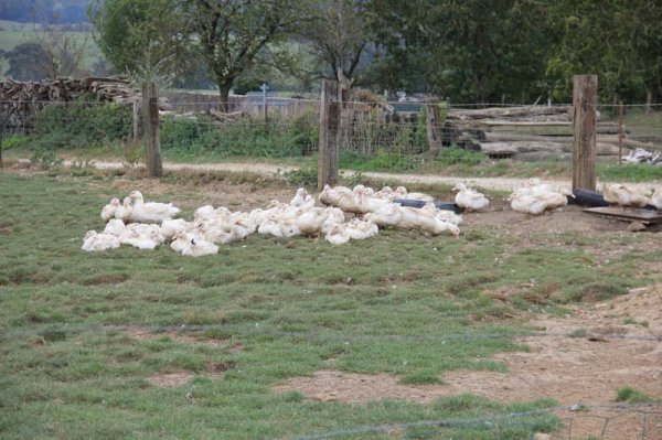 4 Gäss.jpg 4 Gäss.jpg