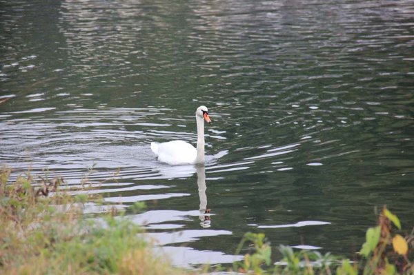 10 Svan.jpg 10 Svan.jpg