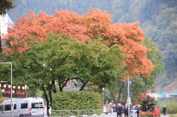 11 Höstfärger.jpg 11 Höstfärger.jpg