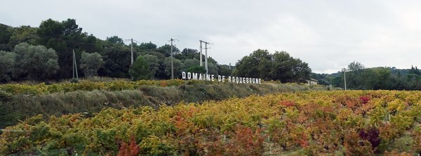 massor med druvstockar överallt.jpg