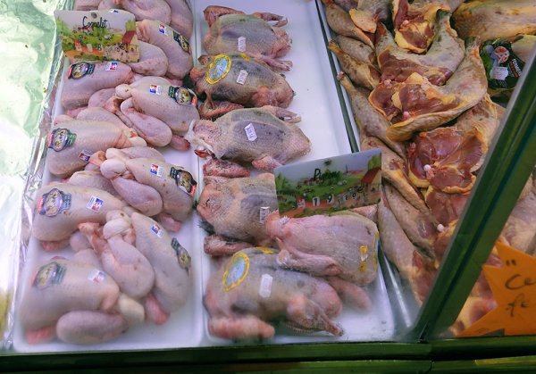 fågel.jpg fågel.jpg