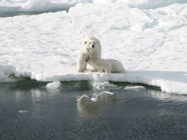 IMG_4028 Hona med Cub.JPG