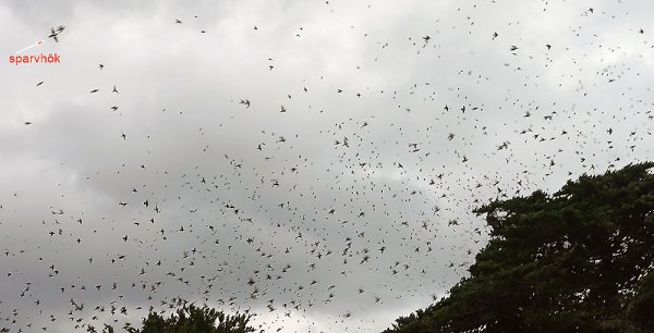 sparvhök.jpg sparvhök.jpg