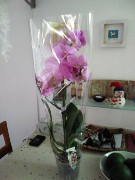 IMG_20161217_180335.jpg IMG_20161217_180335.jpg