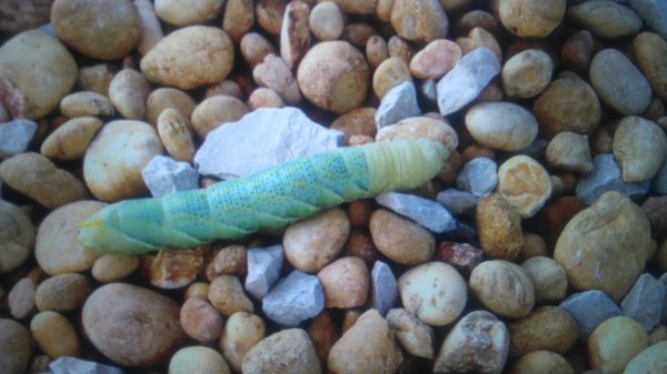 DSC_0215.JPG DSC_0215.JPG